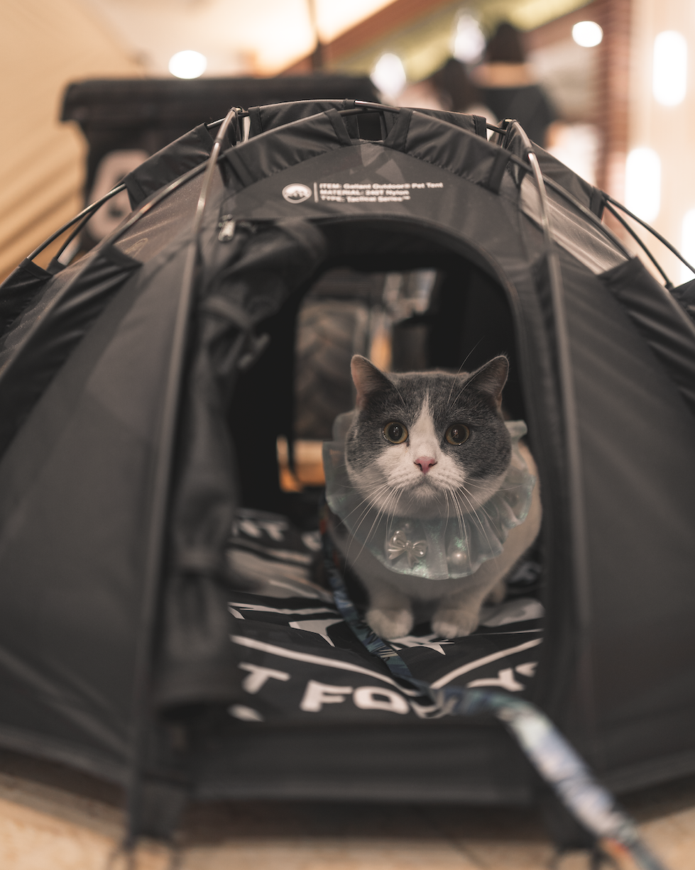 Portable Pet DOME | Gallant Outdoor